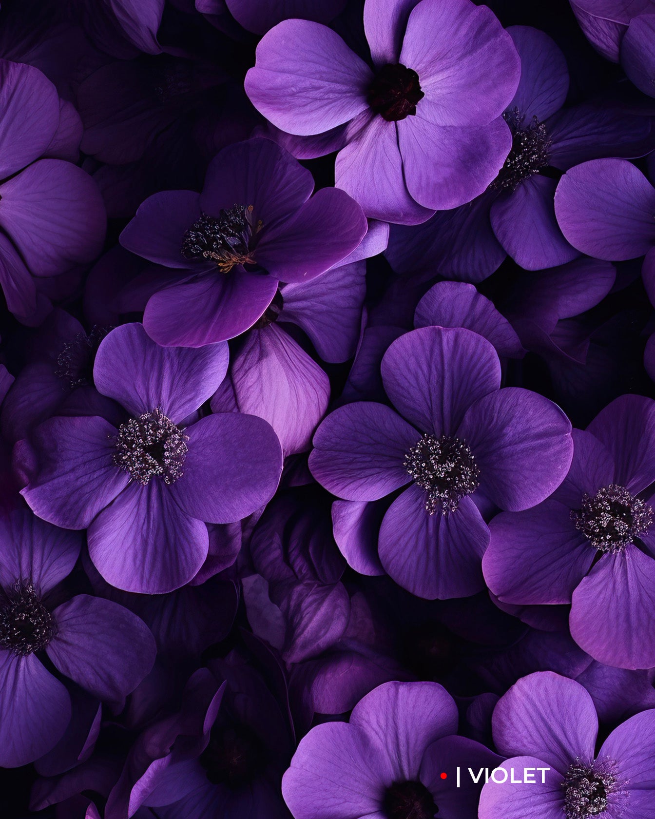 PHEDRA - PROFUMO 100ML